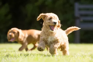 tumble enjoying garden