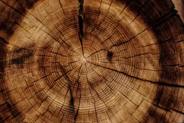 trunk tree texture
