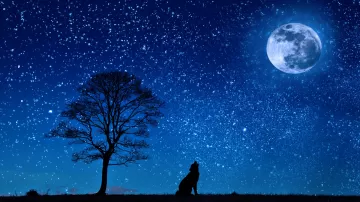 wolf starry sky tree moon